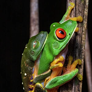Red eyed tree frog (Agalychnis callidryas) pair in amplexus at night, Calakmul Biosphere Reserve, Campeche, Mexico. Cropped