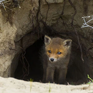 Red fox (Vulpes vulpes) cub age five weeks, at den in sand dunes, the Netherlands