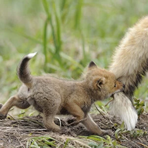 Red fox (Vulpes vulpes) cub biting tail of adult male, Kronotsky Zapovednik Nature Reserve