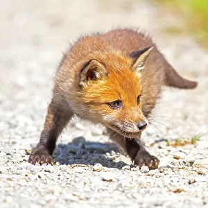 Red fox (Vulpes vulpes) cub chasing after butterfly. Germany. May