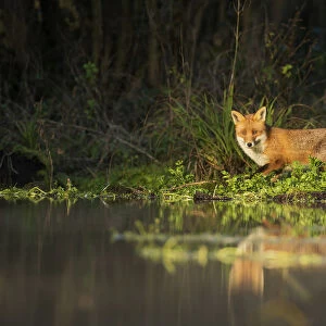 Red fox (Vulpes vulpes) at edge of stream, Kent, UK. January 2013