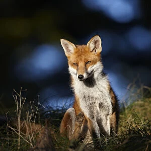 Red fox (Vulpes vulpes) sitting in deciduous woodland, Lancashire, England, UK, November