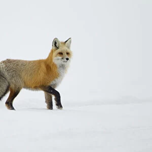 Red Fox (Vulpes vulpes) standing in snow. Yellowstone, USA, February