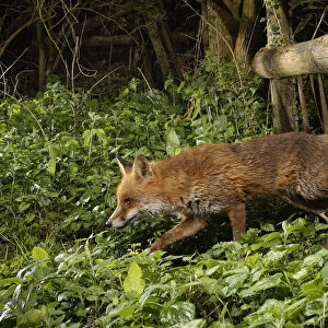Red fox (Vulpes vulpes) using a trail under a fence separating a garden from surrounding