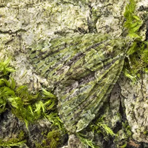 Red-green carpet moth (Chloroclysta siterata). Peak District National Park, Derbyshire