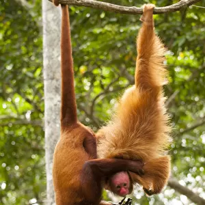 Red Howler Monkey (Alouatta seniculus) hanging by tail with non-prehensile tailed