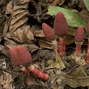 Red mucronata (Balanophora harlandii), a parasite on woody roots with flowers resembling fungi