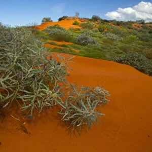 Red sand desert, with Spinifex grass (Spinifex longifolius) and other vegetation growing after rain