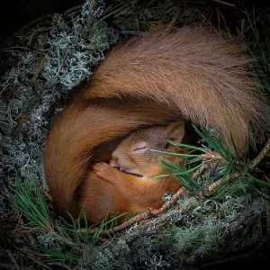 Animal Jigsaw Puzzles, Prints & Wall Art: Mammals