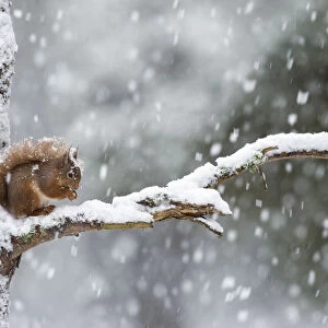 Red Squirrel (Sciurus vulgaris) on branch in heavy snowfall, Scotland, UK. February