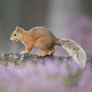 Red squirrel (Sciurus vulgaris) standing on log surrounded by heather, Cairngorms National Park