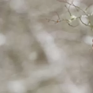 Red Squirrel (sciurus vulgaris) in winter hanging from trunk of Oak tree, Cairngorms National Park