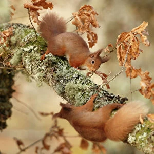 Red squirrels (Sciurus vulgaris) interacting, Cairngorms National Park, Highlands