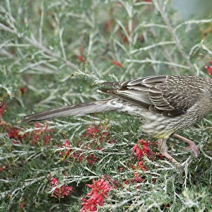 Honeyeaters Jigsaw Puzzle Collection: Red Wattlebird