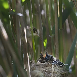 Reed Warbler (Acrocephalus scirpaceus) at nest feeding 12 day Cuckoo chick (Cuculus canorus)