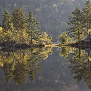 Reflections of trees in Loch Beinn a Mheadhoin, Glen Affric, Highlands, Scotland, UK, October 2015