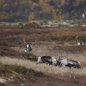 Reindeer (Rangifer tarandus) grazing, Forollhogna National Park, Norway, September 2008