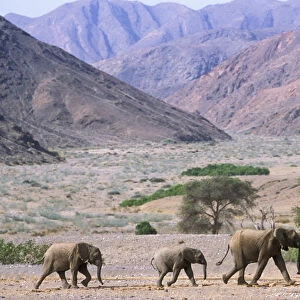 RF- African elephant family (Loxodonta africana) crossing desert landscape. Namibia, Kaokoland