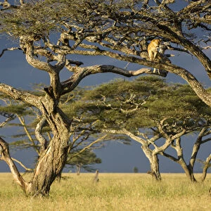 RF - African lioness (Panthera leo) using Umbrella acacia tree (Acacia tortillis