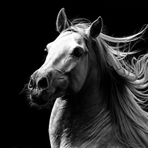 RF - Andalusian horse stallion running with mane flowing, portrait. Germany. (This image may be licensed either as rights managed or royalty free.)