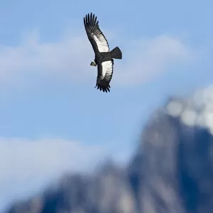 RF - Andean condor (Vultur gryphus) flying over Torres del Paine Massif. Torres del
