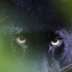 RF - Black panther / melanistic Leopard (Panthera pardus) peering through leaves, captive