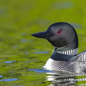 RF - Common loon (Gavia immer) with chick on back. Michigan, USA. June