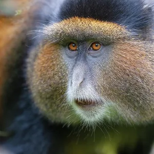 Golden Monkey Print, Mgahinga National Park Golden Monkey Print, Mgahinga National Park