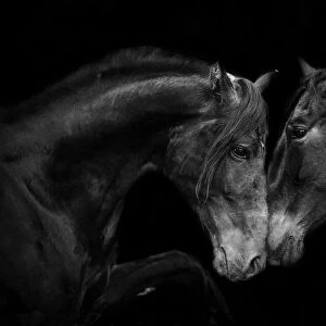 RF - Head portrait of black Andalusian mare and stallion meeting for the first time in