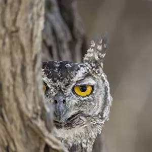 Owls Metal Print Collection: Cape Eagle Owl