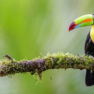 Toucans Jigsaw Puzzle Collection: Keel Billed Toucan