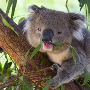 RF - Koala (Phascolarctos cinereus) eating leaves, Melbourne, Victoria, Australia