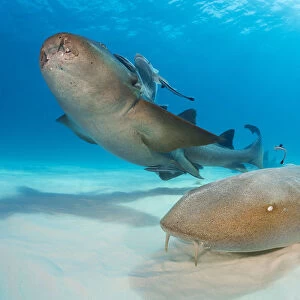 RF - Nurse sharks (Ginglymostoma cirratum) pair swimming over sand in shallow water