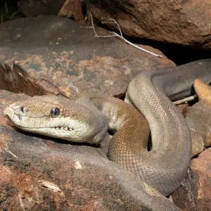 Olive python print, a large female coiled in a dry creek bed Olive python print, a large female coiled in a dry creek bed