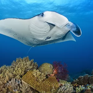 RF - Reef manta (Mobula alfredi) female swimming close to a coral reef, while Cleaner wrasse