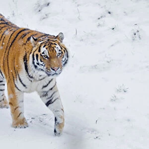 RF - Siberian tiger (Panthera tigris altaica) in snow, captive