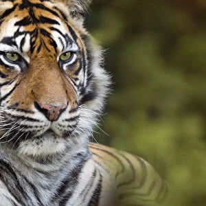 RF - Sumatran tiger (Panthera tigris sondaica). Captive