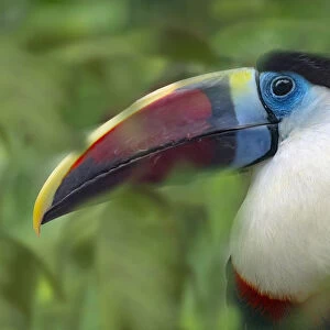 White Throated Toucan