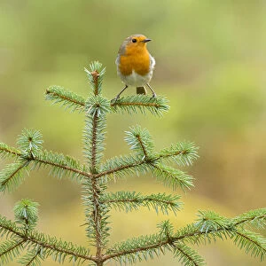 Robin (Erithacus rubecula) portrait on (Pinus sp), Black Isle, Scotland, UK March
