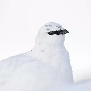 Rock ptarmigan (Lagopus mutus) close-up portrait in winter plumage, Cairngorms NP