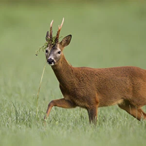 Roe deer (Capreolus capreolus) buck with vegetation on antlers in rutting season, Scotland, UK
