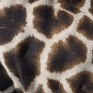 Rothschilds giraffe (Giraffa camelopardalis rothschildi) close up of young calf skin pattern