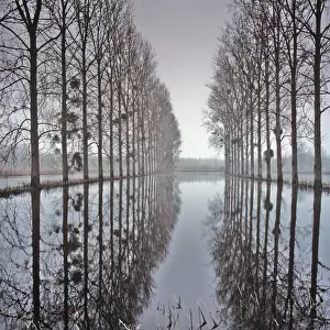 Two rows of poplar (Populus sp. ) trees relected in in flood water, during the floods