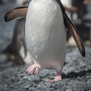 Royal penguin (Eudyptes schlegeli) walks along the beach