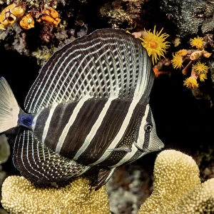 Sailfin tang (Zebrasoma veliferum) on coral reef at night, Indonesia, Indo-Pacific