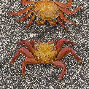 Sally lightfoot crabs (Grapsus grapsus) on the beach at Puerto Egas, Santiago Island