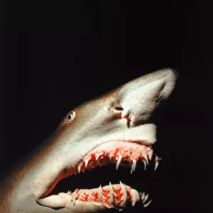 Sand tiger shark (Carcharias taurus). Caribbean