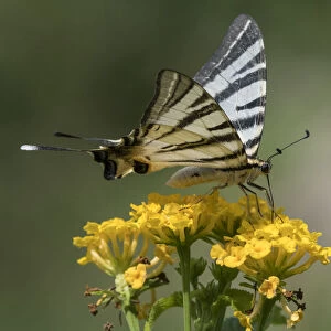 Scarce swallowtail butterfly (Iphiclides podalirius), Finland, July