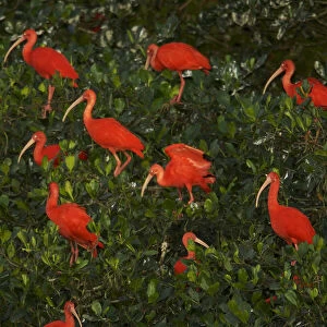 Scarlet ibis (Eudocimus ruber) roosting in trees on a small mangrove island in the Caroni