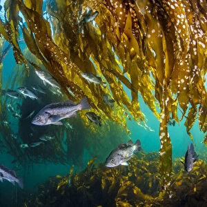School of black rockfish (Sebastes melanops) shelter in a Bull kelp forest